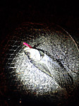Img_20130423_19125915_medium_2