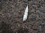 1538_medium