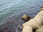 1546_medium