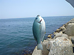 P1020047_medium