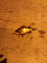 Img00071_medium