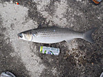 P6100213_medium_2