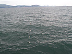 P6100214_medium