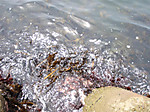1548_medium