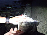 Img_20130624_193410238_medium
