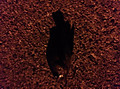 Photo_4