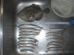 P7292245