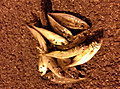Medium_3