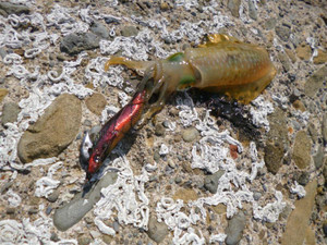 P1000202_medium_2