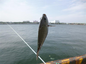 P1000183_medium