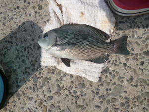 P1000184_medium
