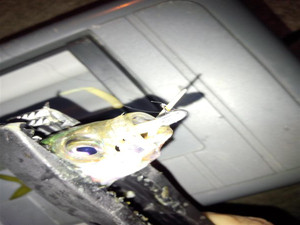 Img_20131118_004427110_medium Img_20131118_004427110_medium