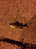 Photo_2