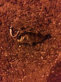 Photo_3