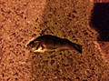 Photo_6