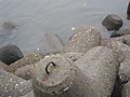 968_medium