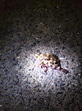 Photo_4