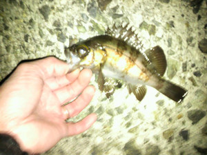 P1010001_small