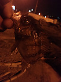 Photo_3