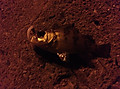 Photo_4