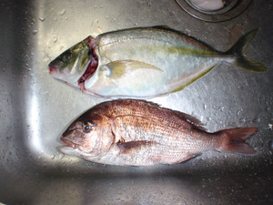 P5022532