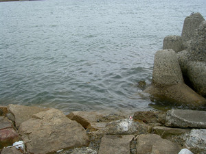 Pict5528_medium