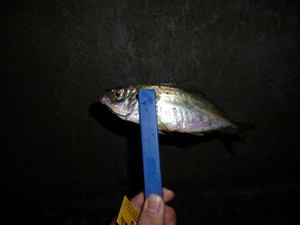 P1000765_medium