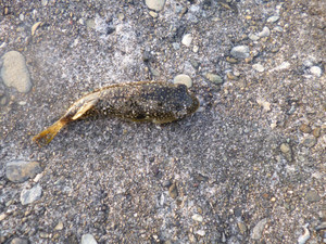 P1000812_medium