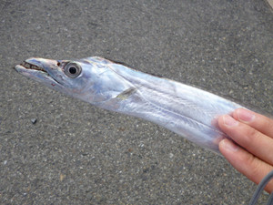 Photo_7