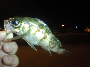 Photo_5