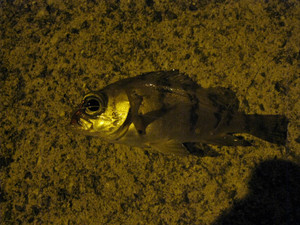 Photo_4
