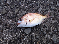 Img00453