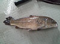 Img00455_3