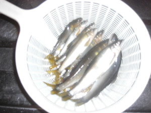 Cimg5656