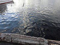 Photo_7
