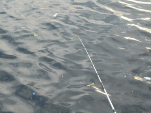 Dsc00068_medium
