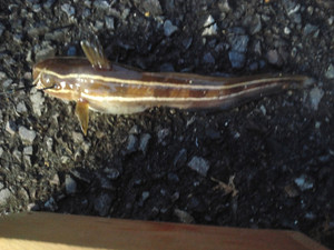 Photo_7