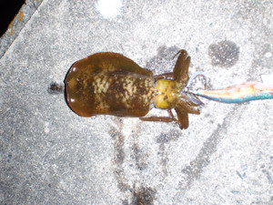 Pb122801