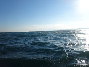 Dsc01385_medium