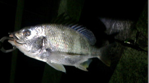 Nec_0229_medium_2