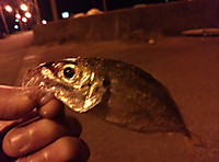 Img00504 Img00504