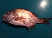 Img00580