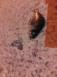 Img00544_2