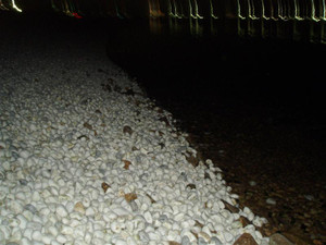 Photo_5