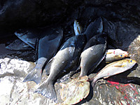 Cimg0460_medium