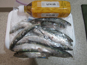 Img_1684_medium