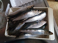 Img00626