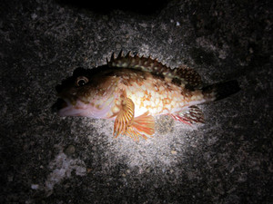 Img_0874_medium