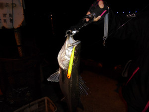 Dsc00144_medium
