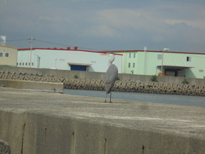 Dsc00153_medium